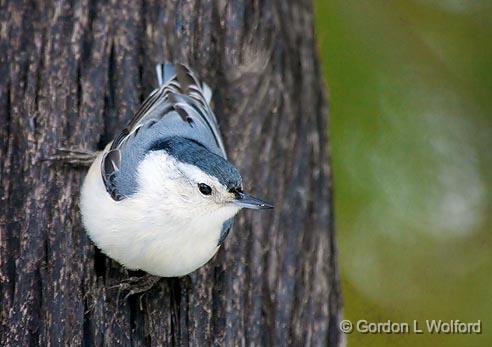 White-breasted Nuthatch_52842.jpg - White-breasted Nuthatch (Sitta carolinensis) photographed at Ottawa, Ontario - the capital of Canada.